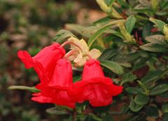 R.forrestii var. repens F.C.C.